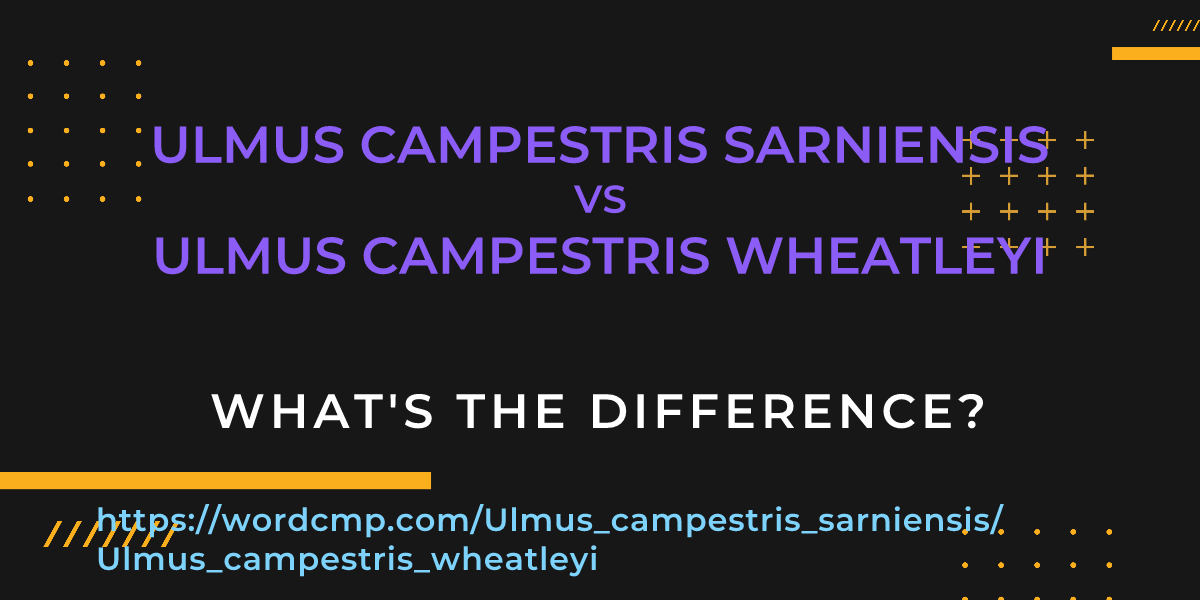 Difference between Ulmus campestris sarniensis and Ulmus campestris wheatleyi