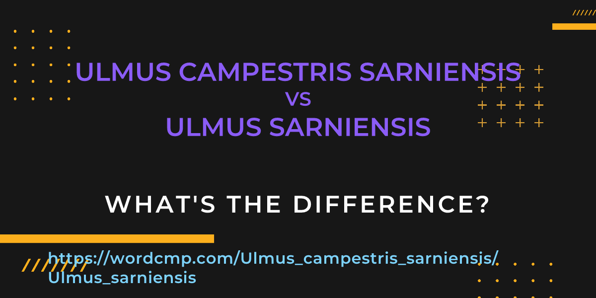 Difference between Ulmus campestris sarniensis and Ulmus sarniensis