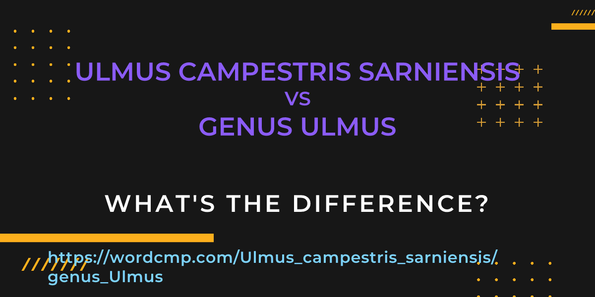 Difference between Ulmus campestris sarniensis and genus Ulmus