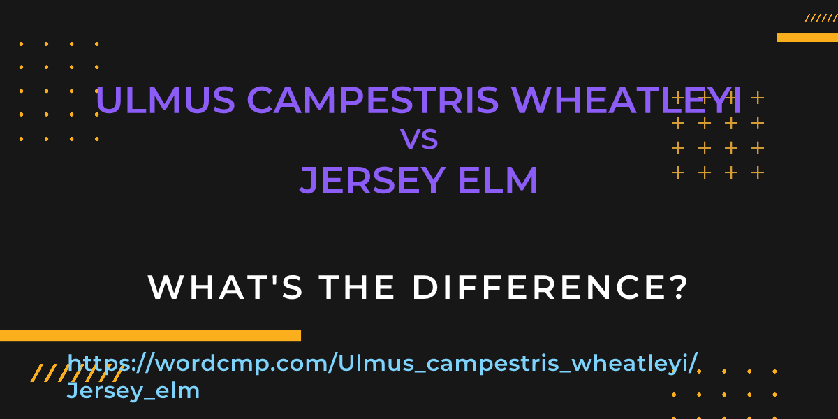 Difference between Ulmus campestris wheatleyi and Jersey elm