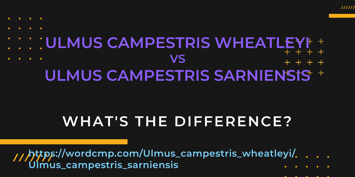 Difference between Ulmus campestris wheatleyi and Ulmus campestris sarniensis