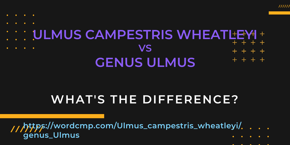 Difference between Ulmus campestris wheatleyi and genus Ulmus