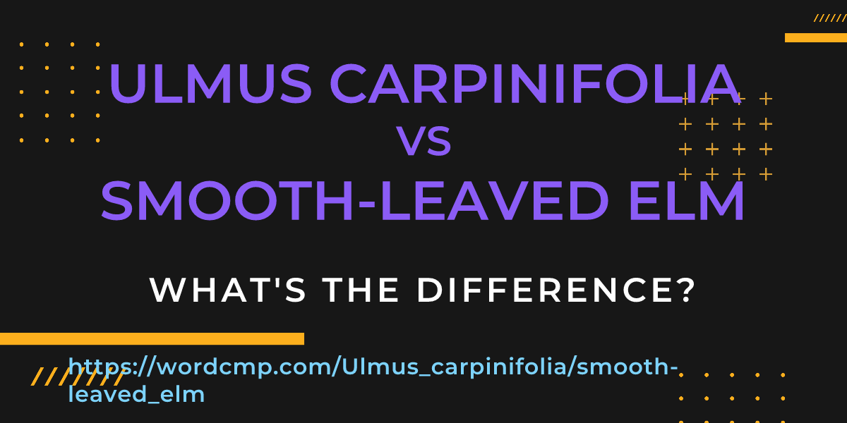 Difference between Ulmus carpinifolia and smooth-leaved elm
