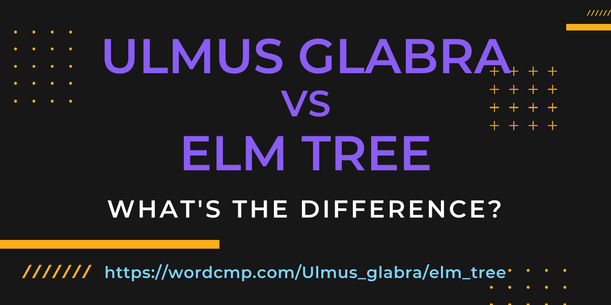 Difference between Ulmus glabra and elm tree