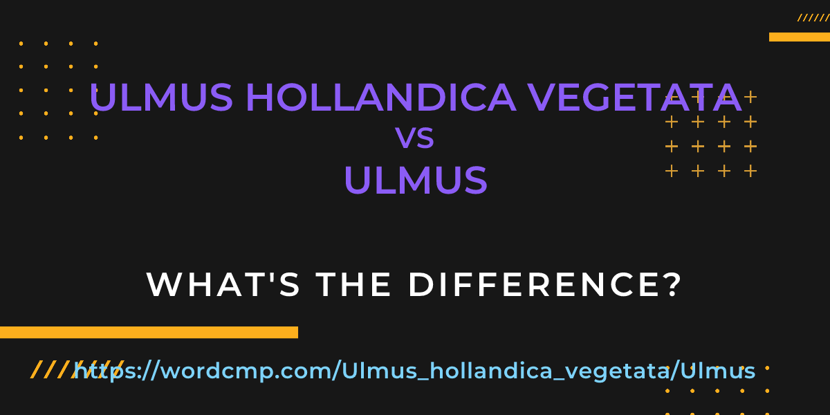 Difference between Ulmus hollandica vegetata and Ulmus
