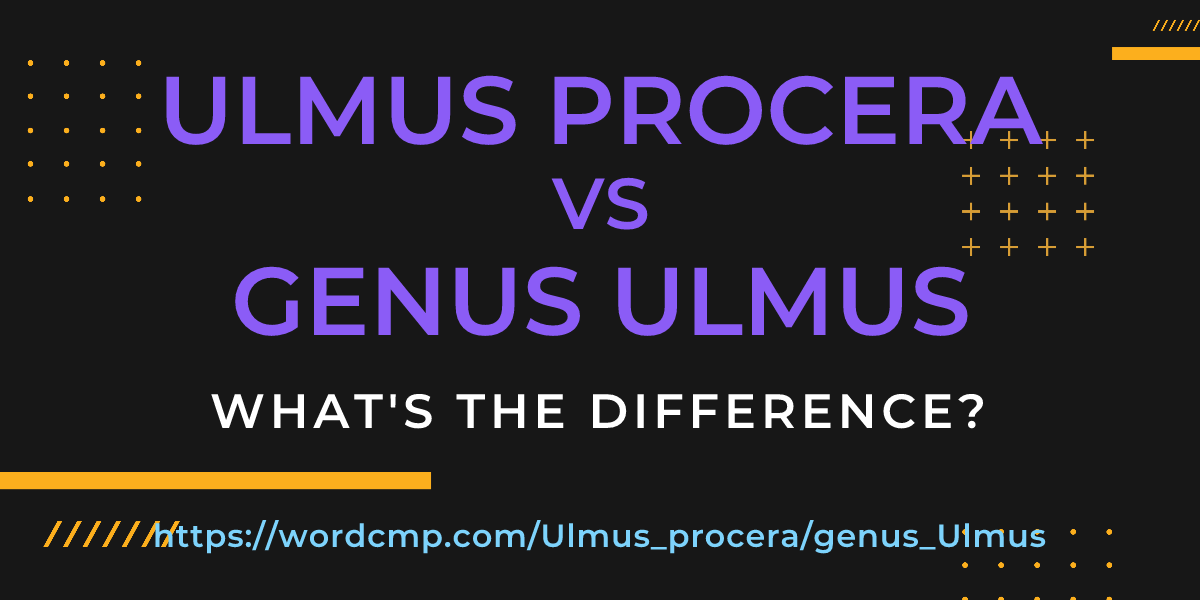 Difference between Ulmus procera and genus Ulmus