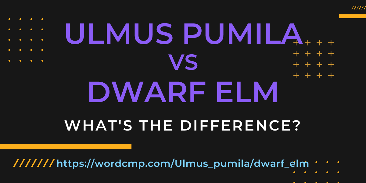 Difference between Ulmus pumila and dwarf elm