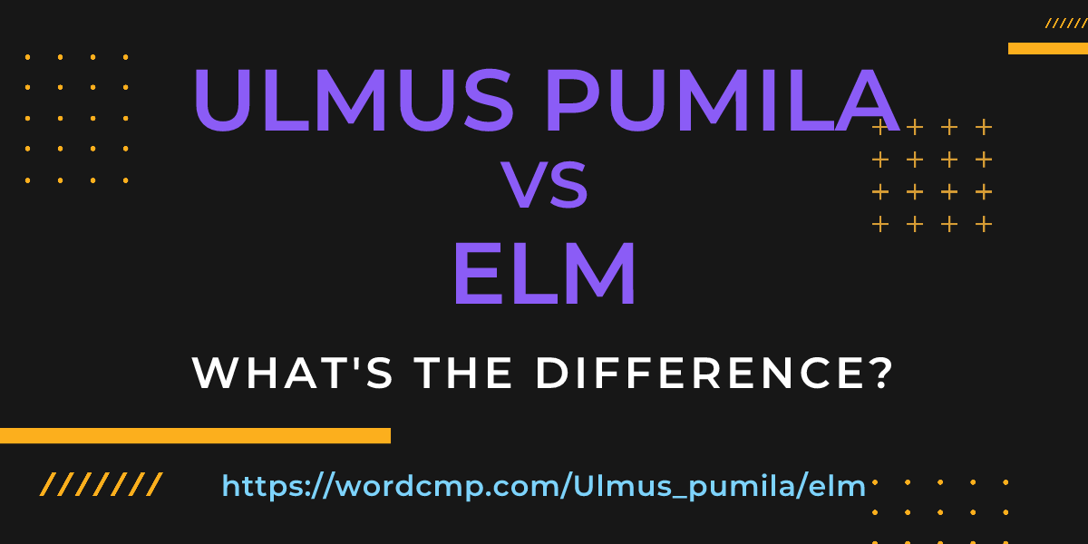 Difference between Ulmus pumila and elm
