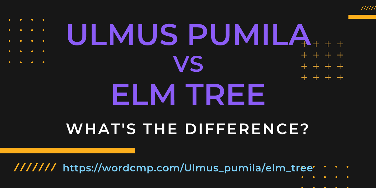 Difference between Ulmus pumila and elm tree