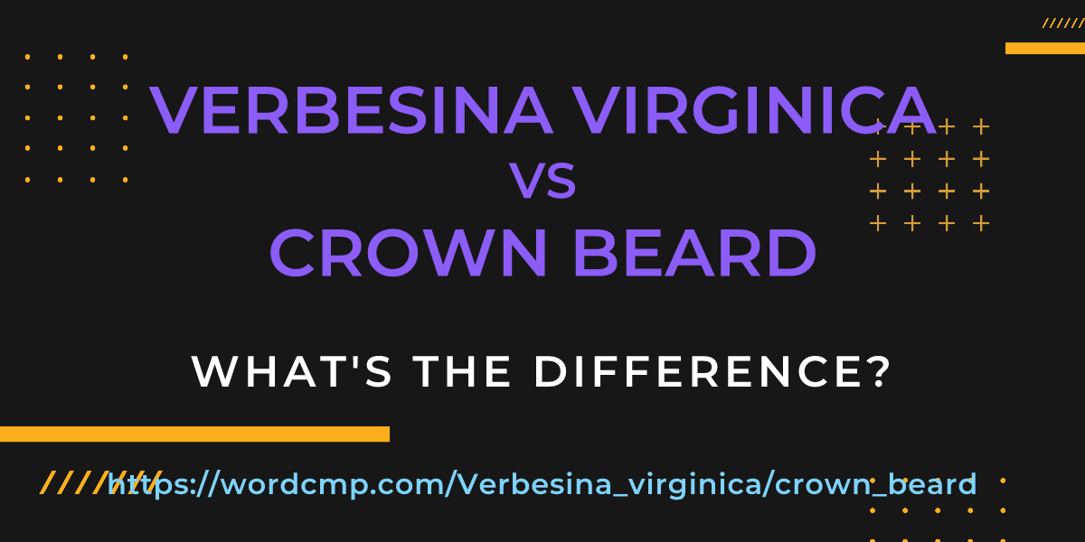 Difference between Verbesina virginica and crown beard