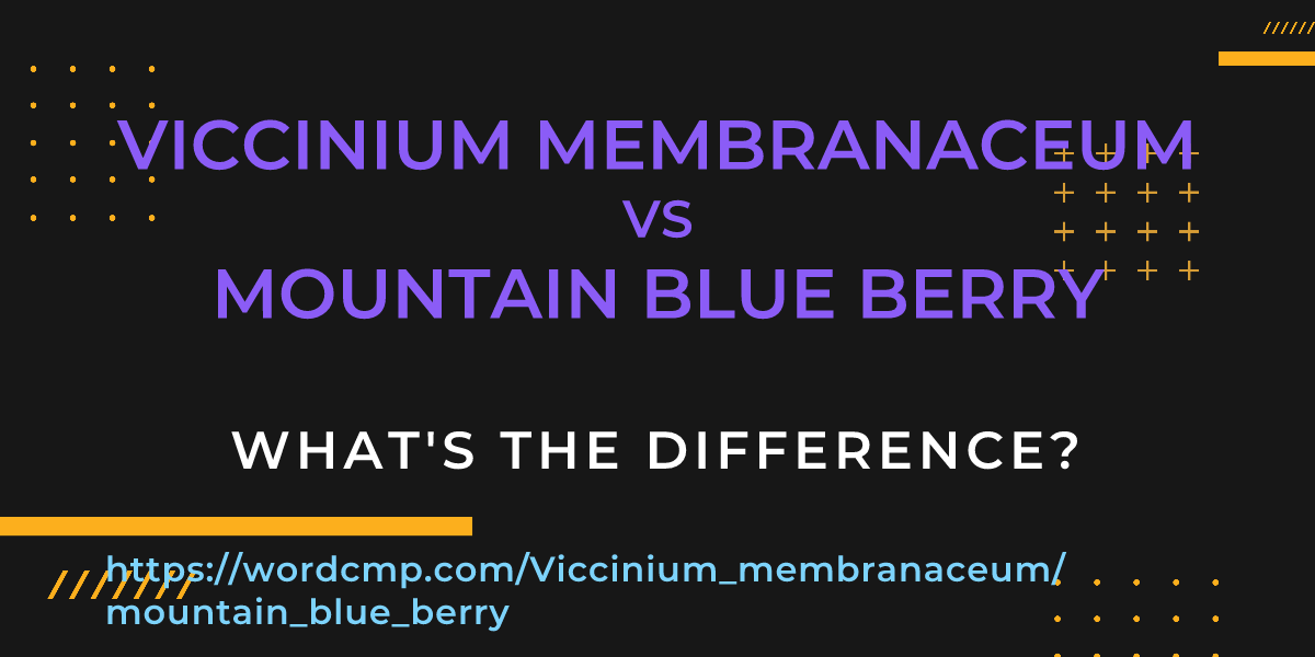 Difference between Viccinium membranaceum and mountain blue berry