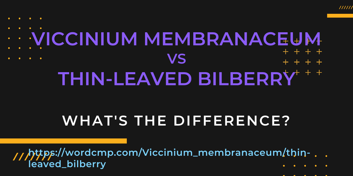 Difference between Viccinium membranaceum and thin-leaved bilberry