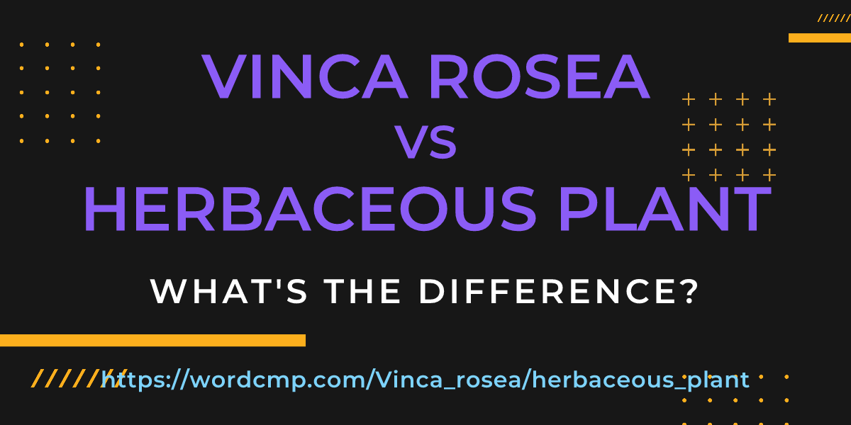 Difference between Vinca rosea and herbaceous plant