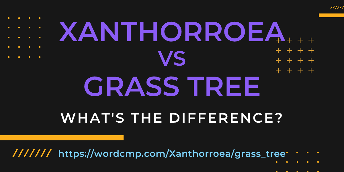 Difference between Xanthorroea and grass tree