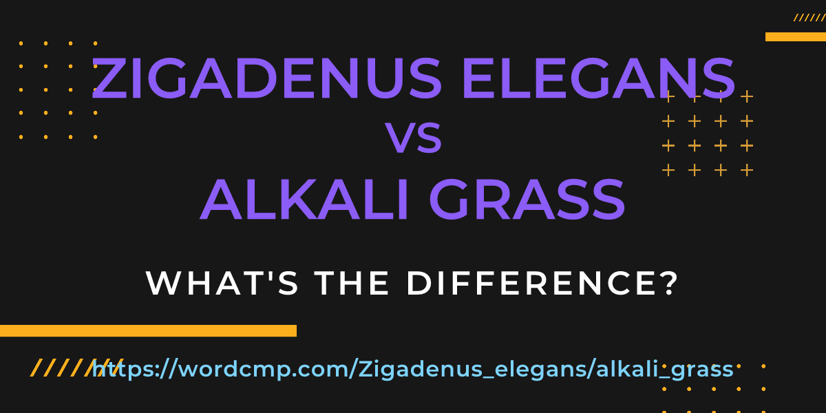 Difference between Zigadenus elegans and alkali grass