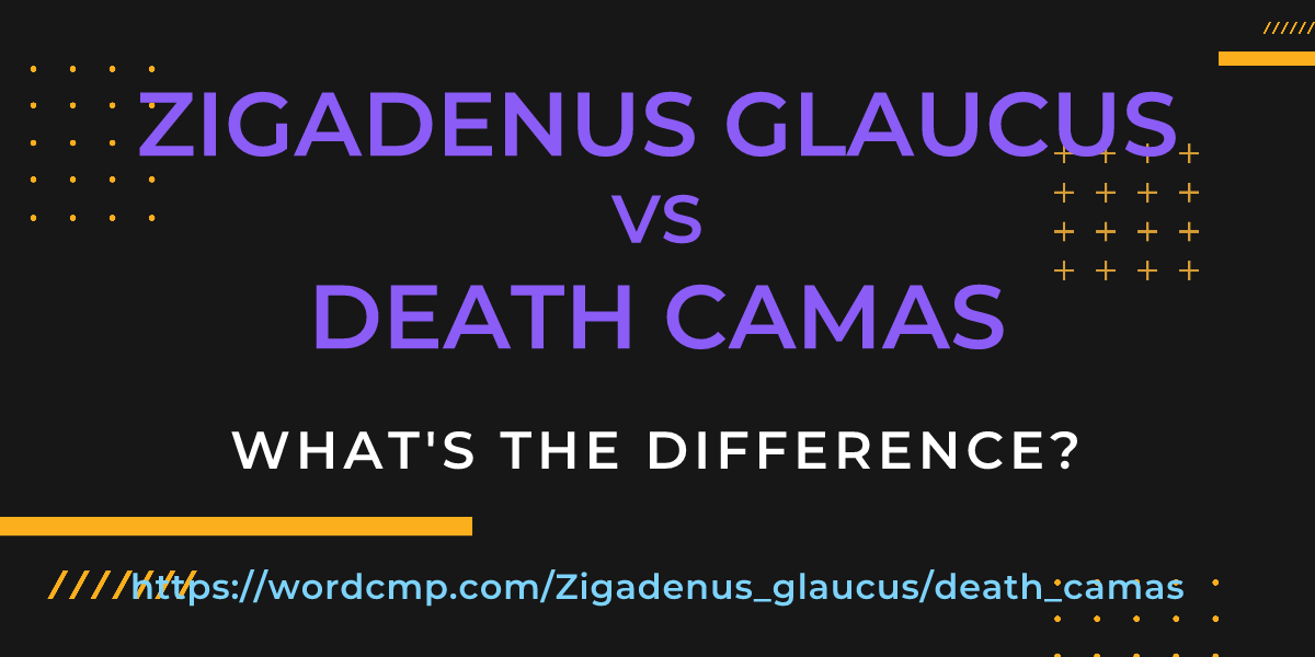 Difference between Zigadenus glaucus and death camas