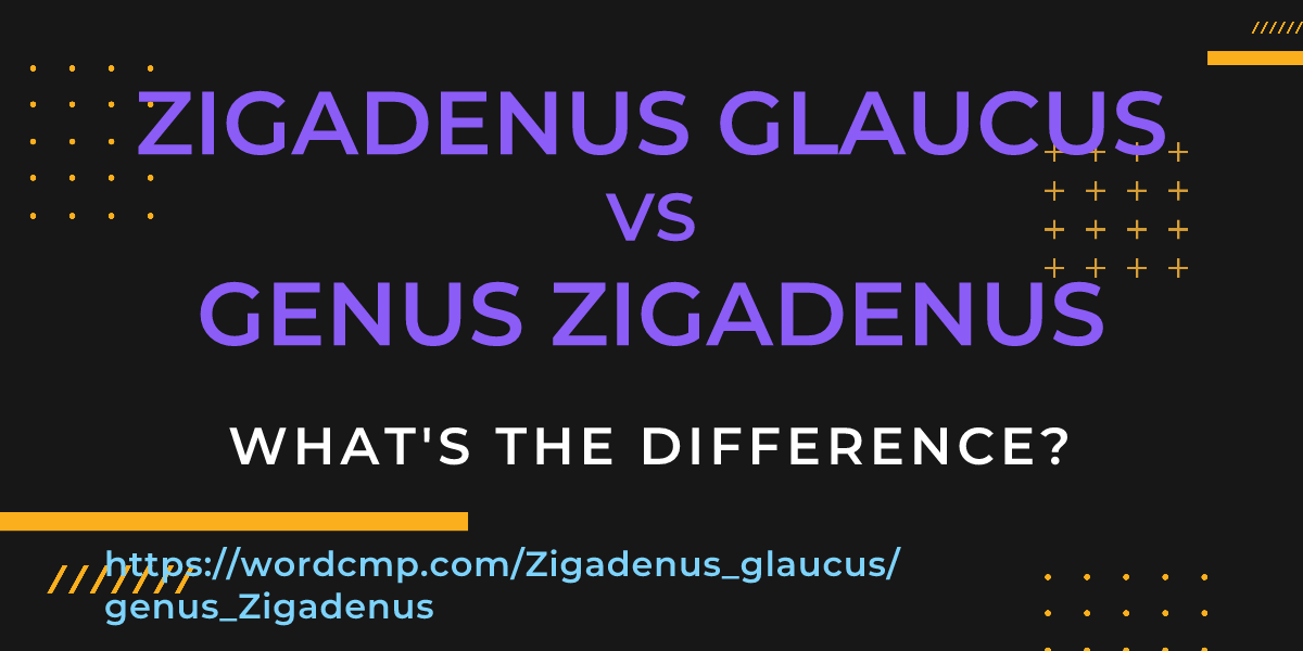 Difference between Zigadenus glaucus and genus Zigadenus