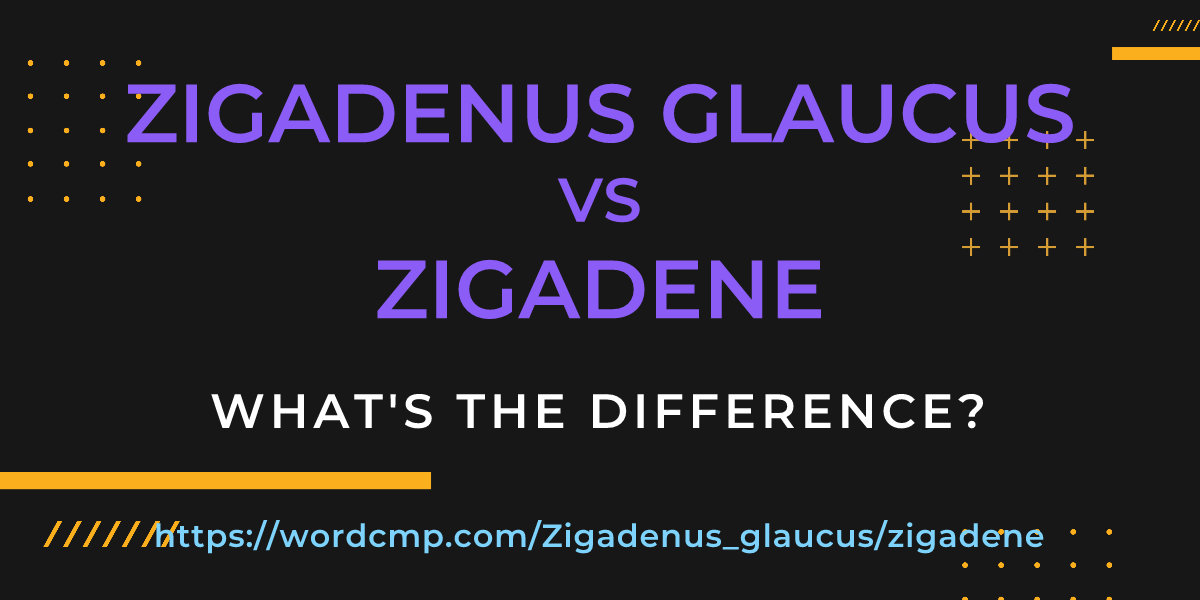 Difference between Zigadenus glaucus and zigadene