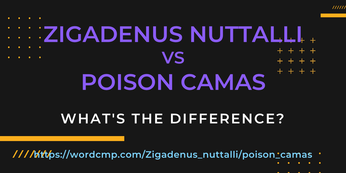 Difference between Zigadenus nuttalli and poison camas