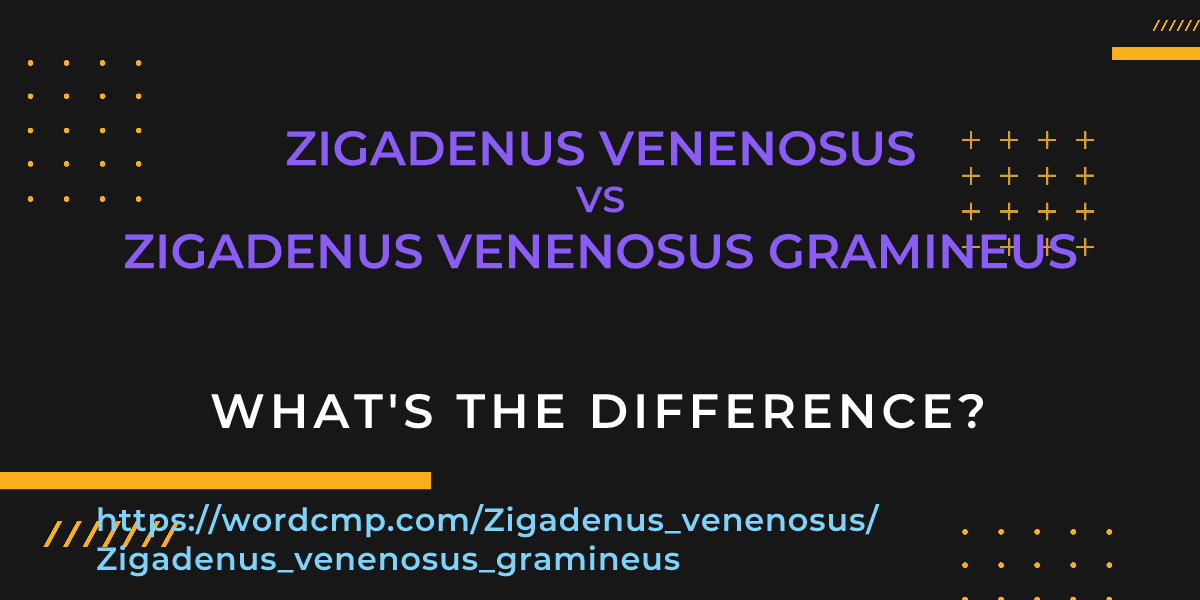 Difference between Zigadenus venenosus and Zigadenus venenosus gramineus