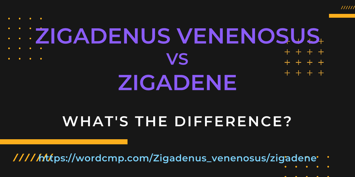 Difference between Zigadenus venenosus and zigadene