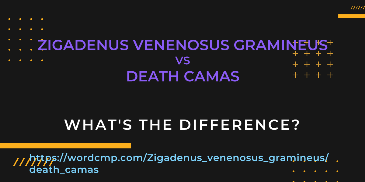 Difference between Zigadenus venenosus gramineus and death camas
