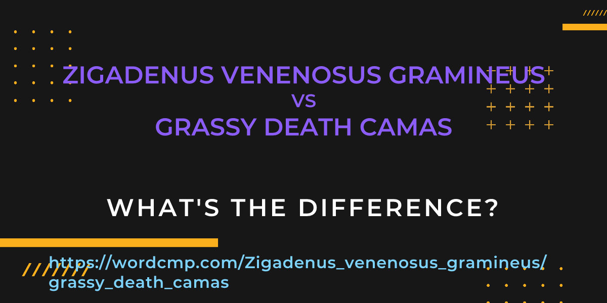 Difference between Zigadenus venenosus gramineus and grassy death camas