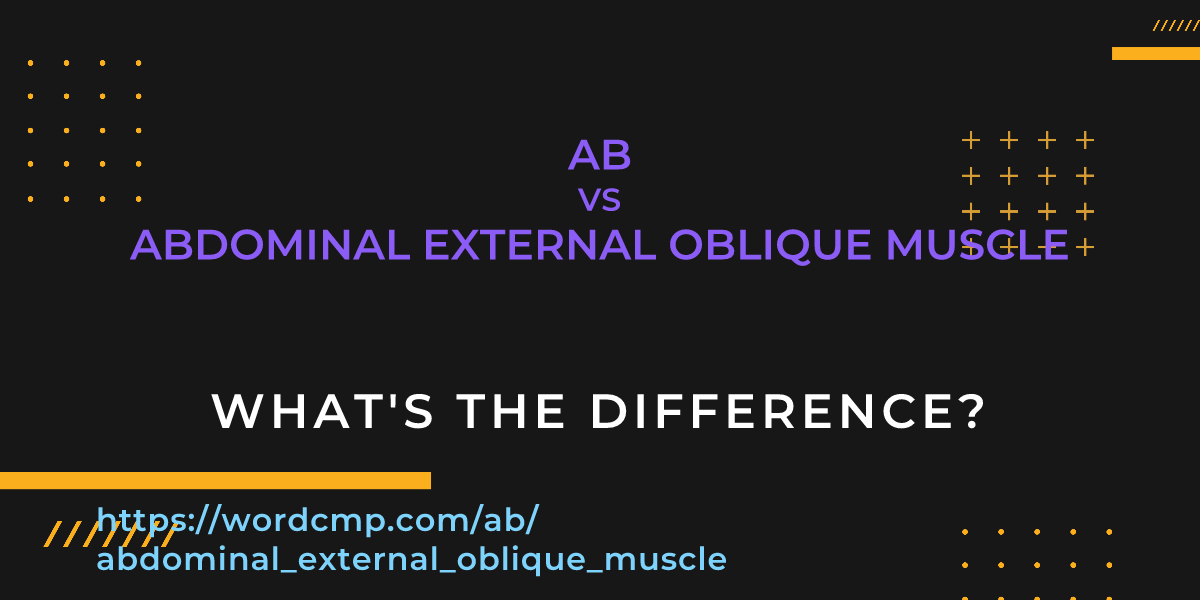 Difference between ab and abdominal external oblique muscle