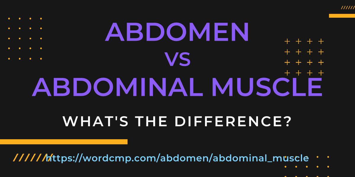 Difference between abdomen and abdominal muscle