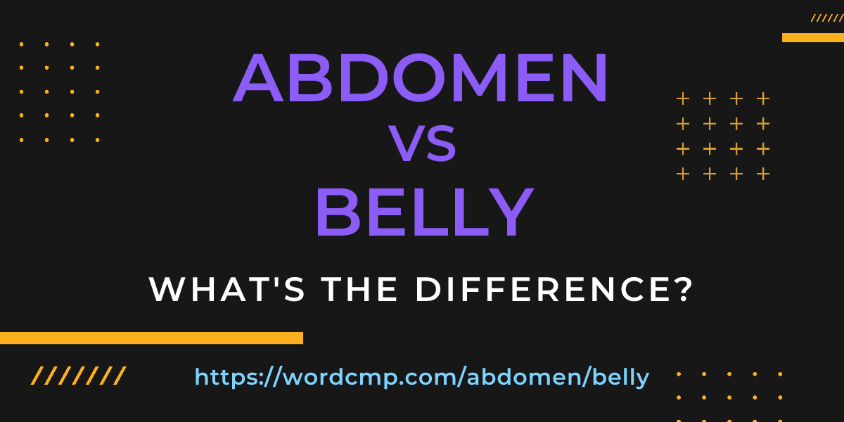 Difference between abdomen and belly
