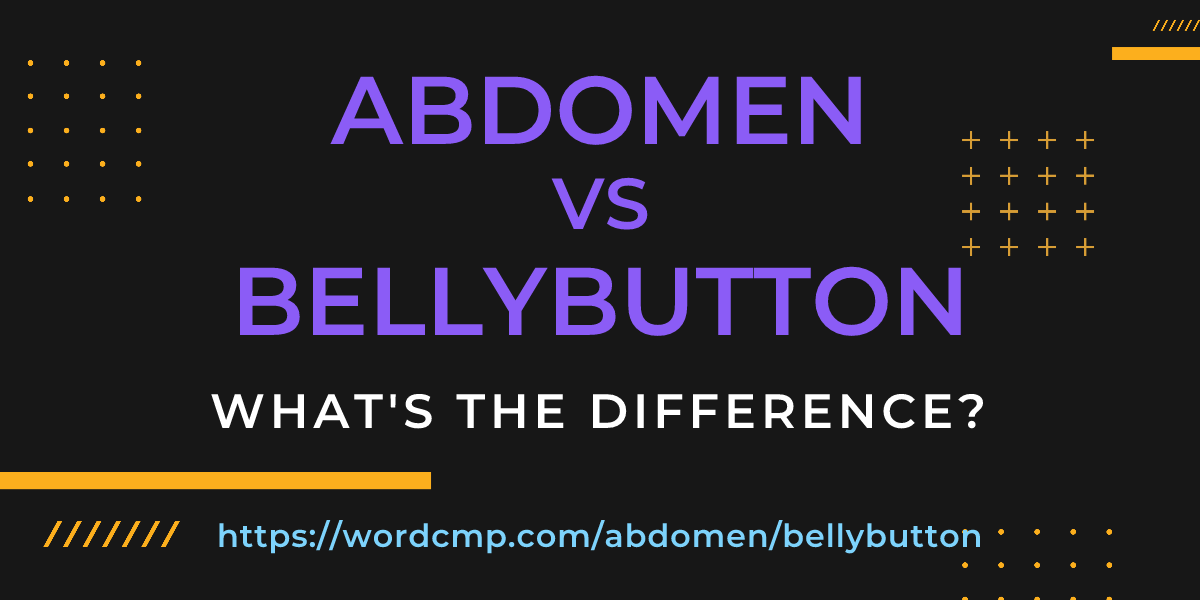 Difference between abdomen and bellybutton