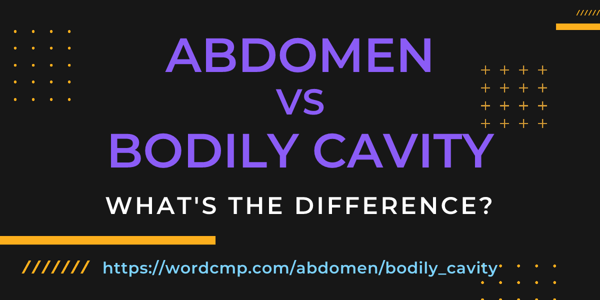Difference between abdomen and bodily cavity