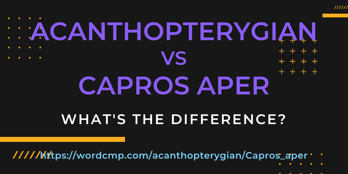 Difference between acanthopterygian and Capros aper