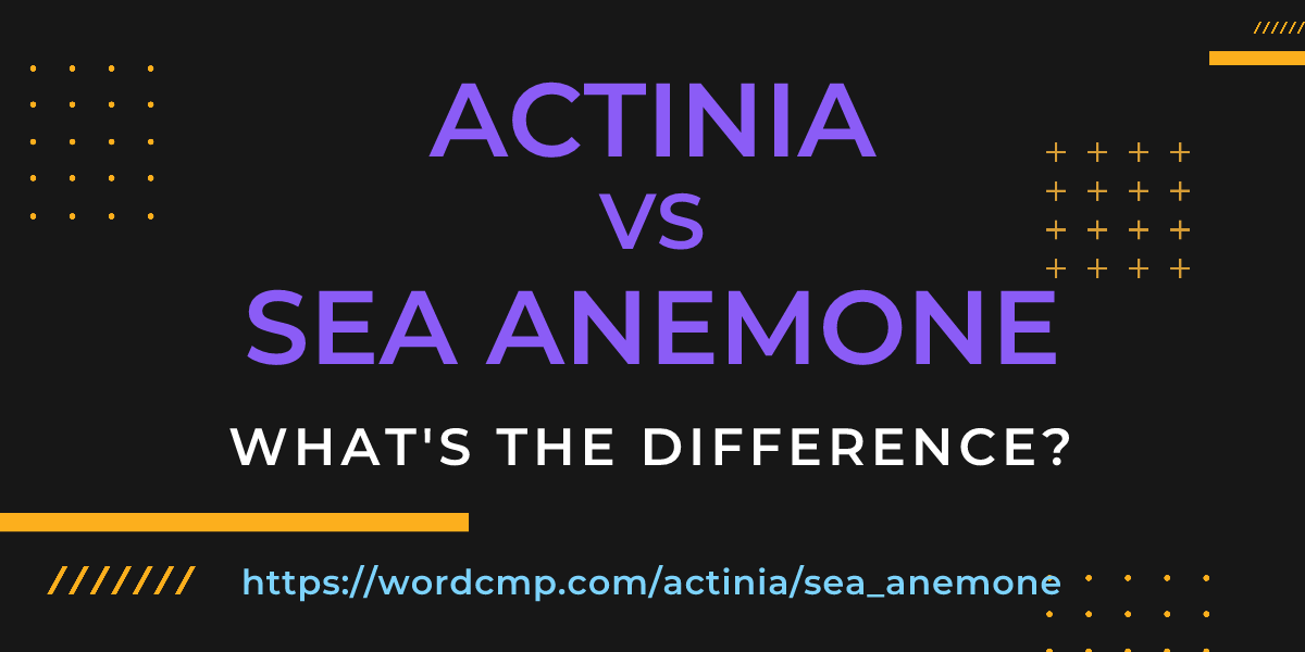 Difference between actinia and sea anemone