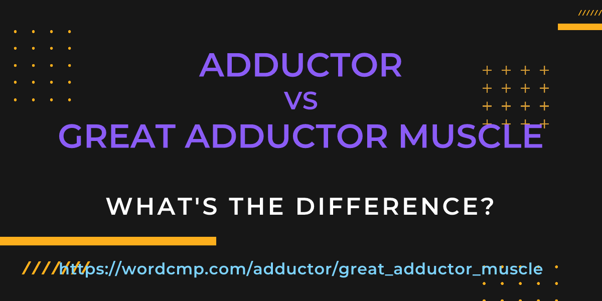 Difference between adductor and great adductor muscle