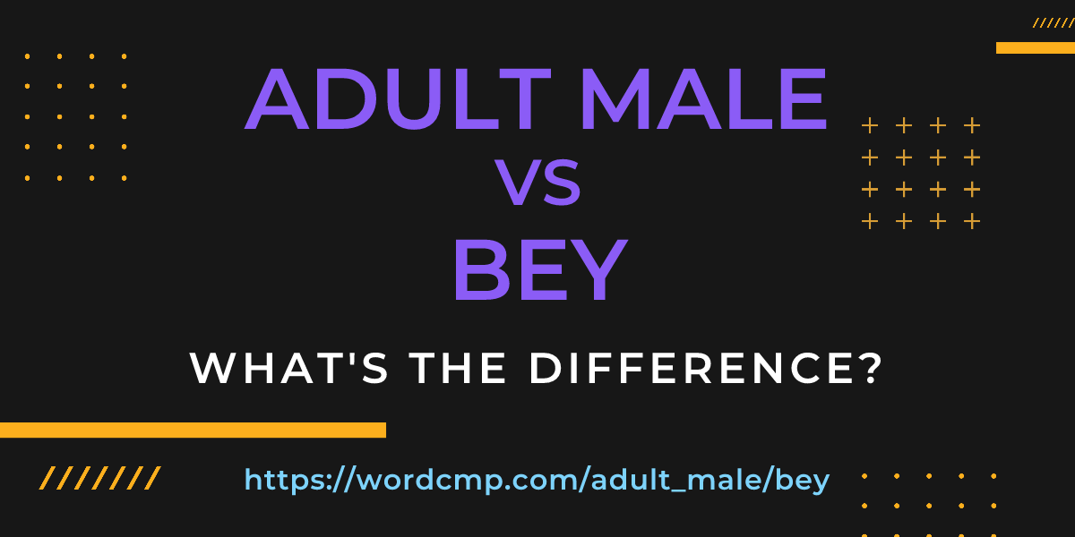 Difference between adult male and bey
