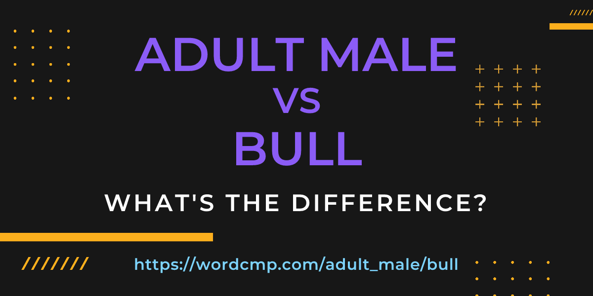 Difference between adult male and bull