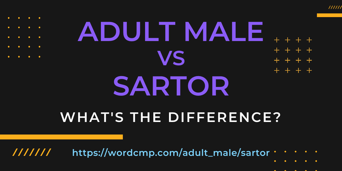 Difference between adult male and sartor
