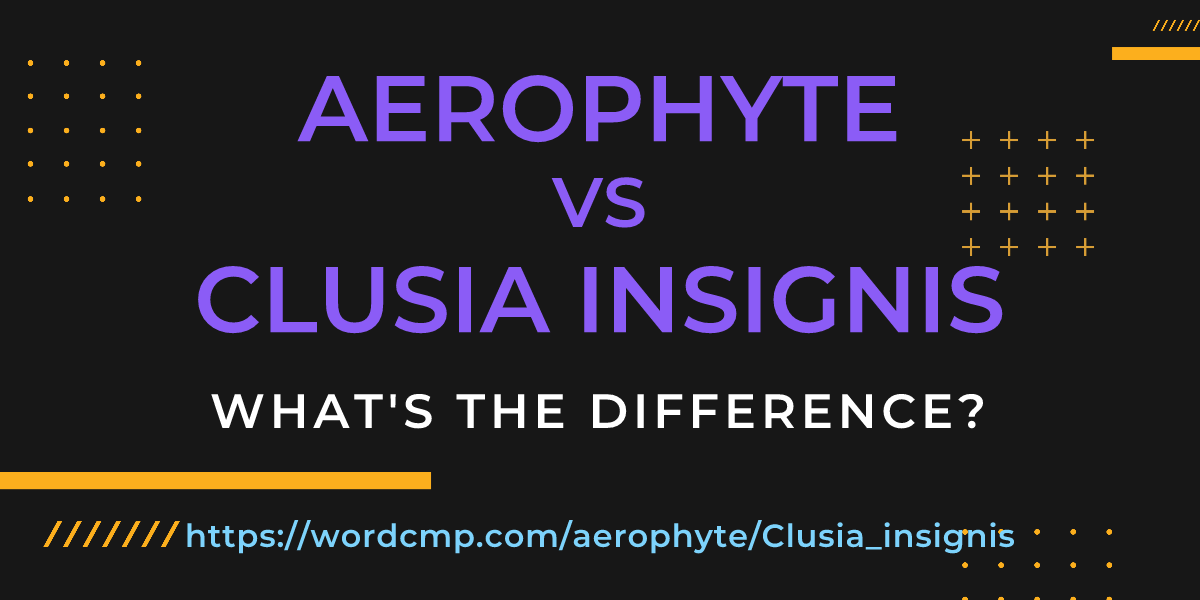 Difference between aerophyte and Clusia insignis
