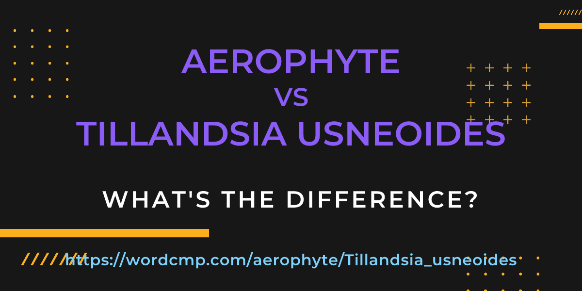 Difference between aerophyte and Tillandsia usneoides