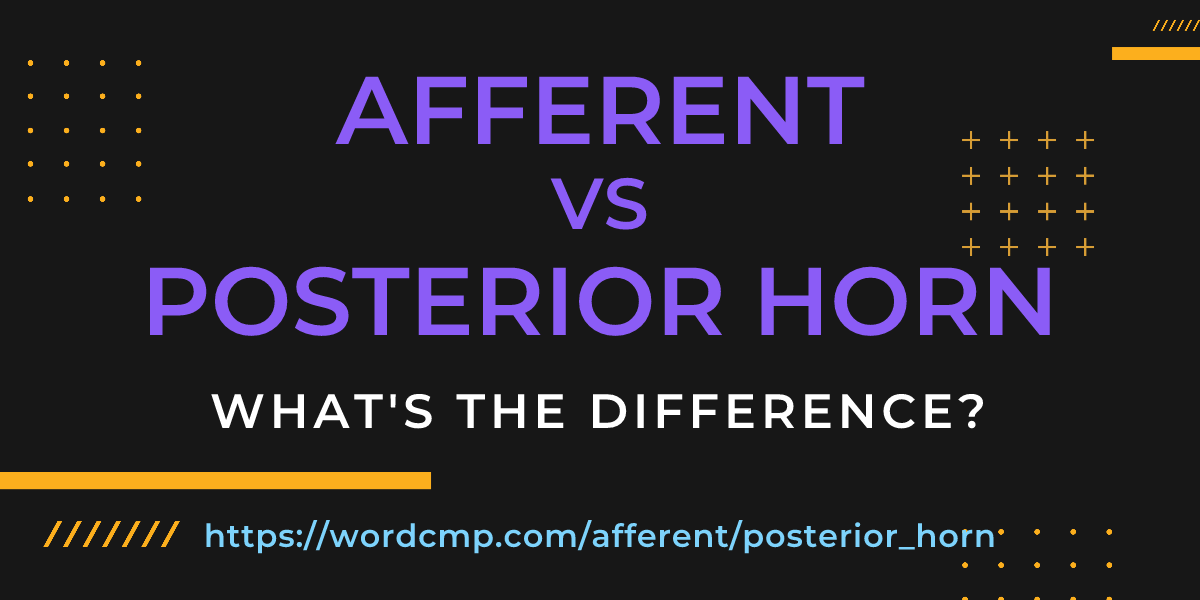 Difference between afferent and posterior horn