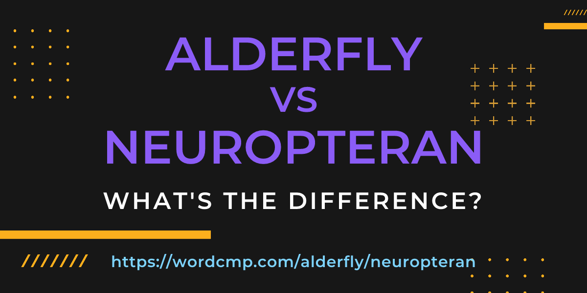 Difference between alderfly and neuropteran
