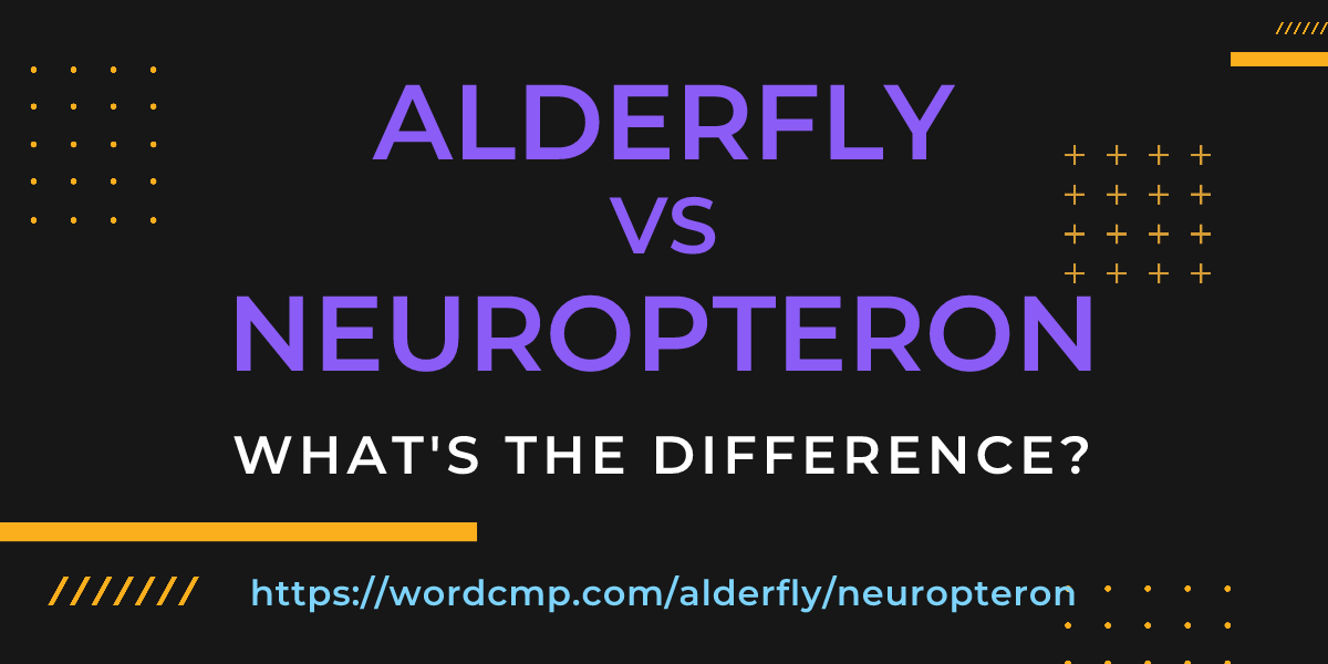 Difference between alderfly and neuropteron