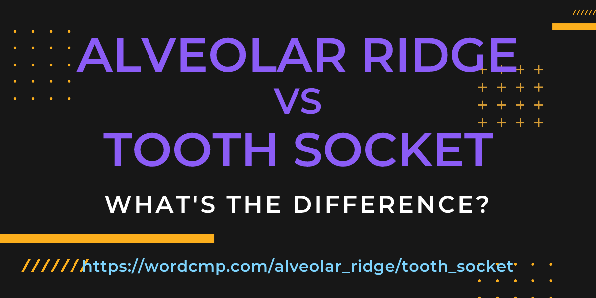 Difference between alveolar ridge and tooth socket