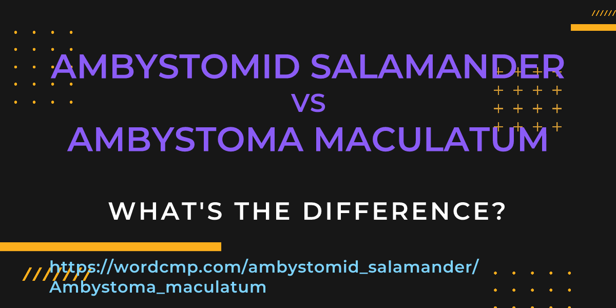 Difference between ambystomid salamander and Ambystoma maculatum