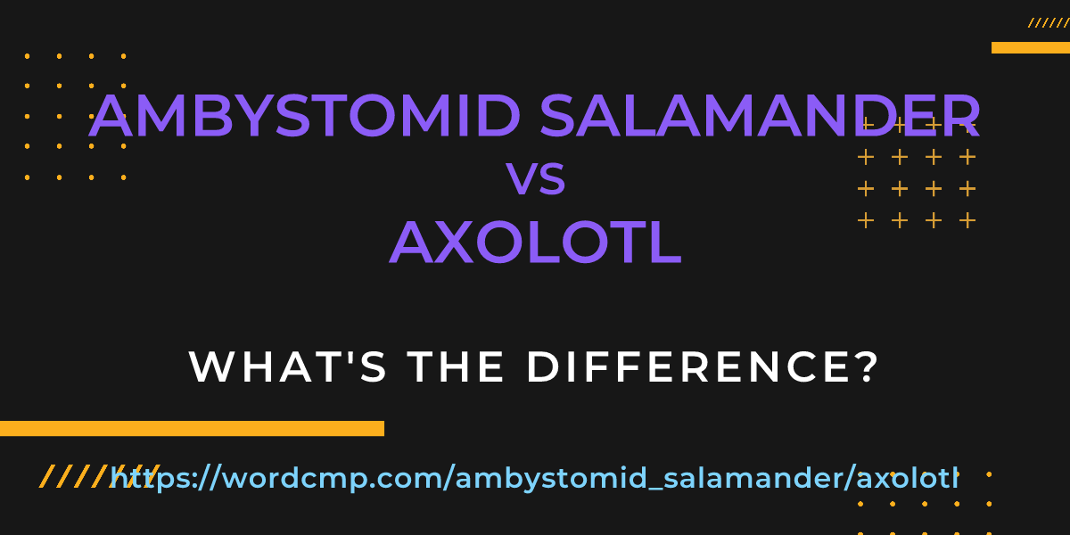 Difference between ambystomid salamander and axolotl