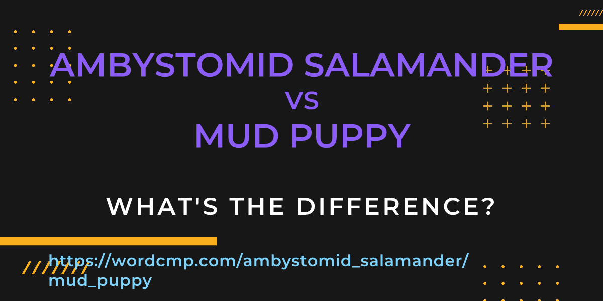 Difference between ambystomid salamander and mud puppy