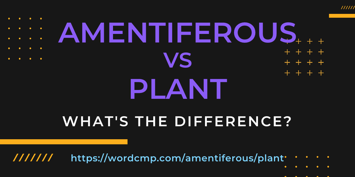 Difference between amentiferous and plant