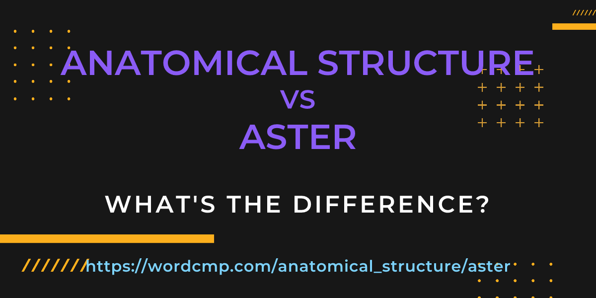 Difference between anatomical structure and aster
