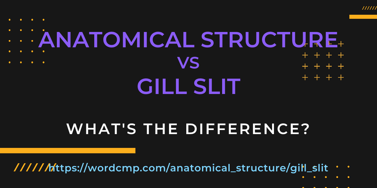 Difference between anatomical structure and gill slit